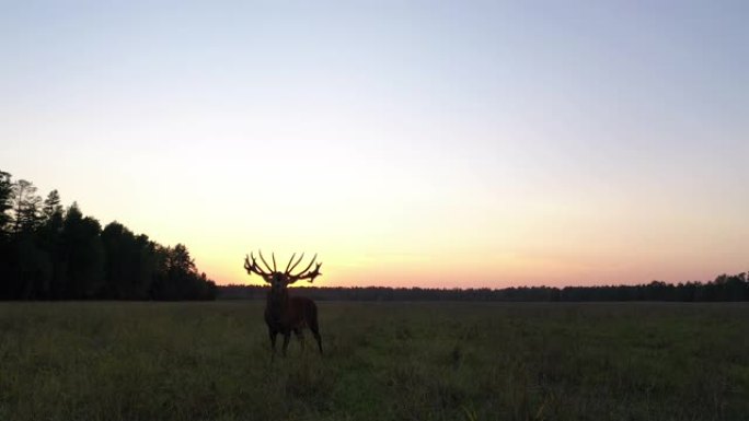 夕阳下的马鹿 (Cervus elaphus) 鸟瞰图