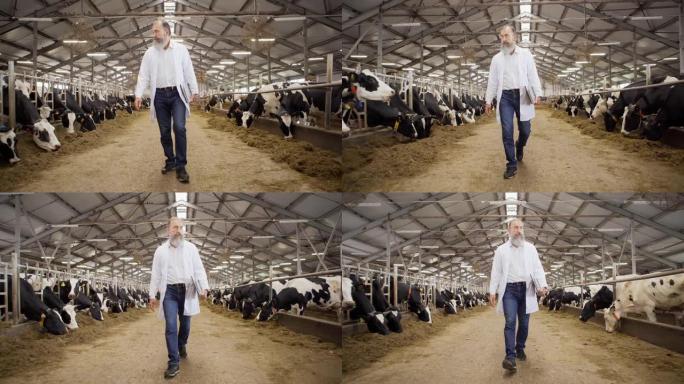 多莉穿着白大褂的农业科学家的全长照片，手里拿着笔记本电脑，走在大型农场牛棚的过道上，检查用耳标在牲畜