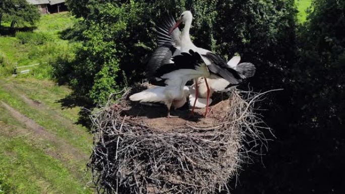 鹳的母亲飞到巢穴并喂养它们。无人机视图