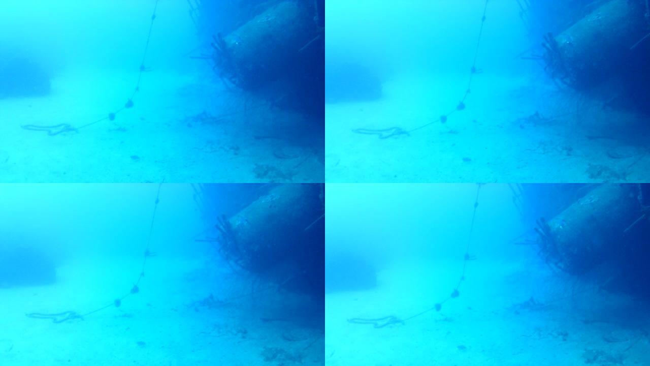 珊瑚生命加勒比海博内尔岛水下潜水潜水员视频
