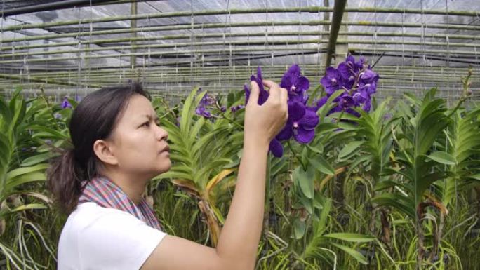 园丁兰花的慢动作镜头亚洲妇女正在照顾花卉兰花植物农场小企业，一个妇女触摸兰花花瓣