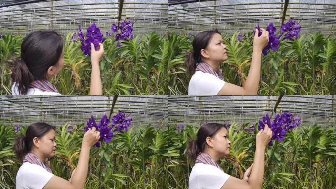 园丁兰花的慢动作镜头亚洲妇女正在照顾花卉兰花植物农场小企业，一个妇女触摸兰花花瓣