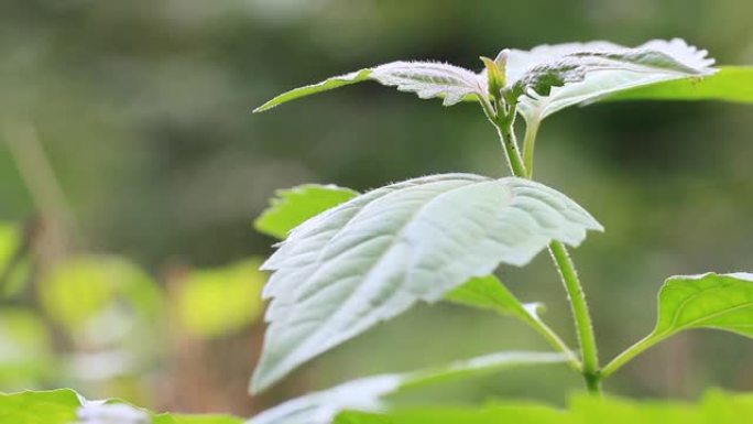 苦涩的灌木或暹罗杂草和早晨的阳光。