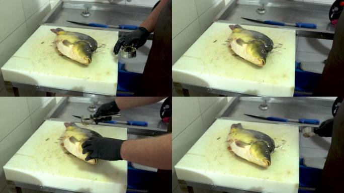 厨师准备新鲜鱼鲤鱼