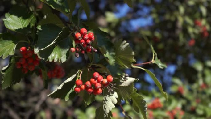 秋天的红色野生浆果，公园里成熟的rowanberry