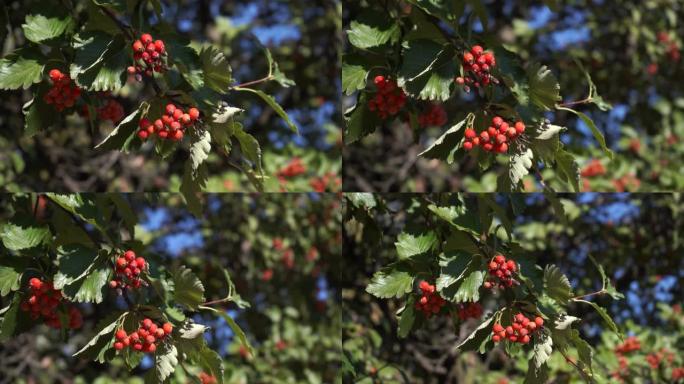 秋天的红色野生浆果，公园里成熟的rowanberry