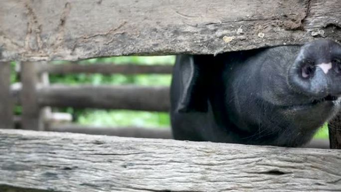 农场木制猪摊里的黑猪。