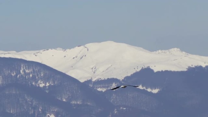 海鸥在蓝天中飞翔，背景为雪山山峰