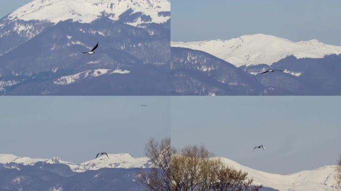 海鸥在蓝天中飞翔，背景为雪山山峰