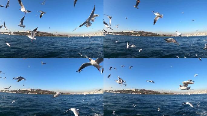 海鸥在海面上慢动作飞行