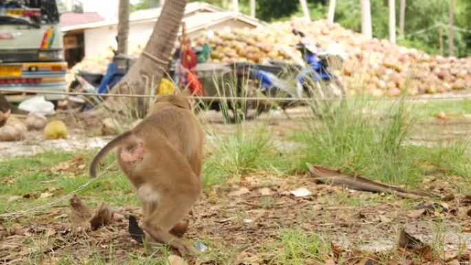 可爱的猴子工人从椰子收获中休息。在链条上圈养动物劳动的使用。农场准备坚果，用于石油和纸浆生产。泰国的