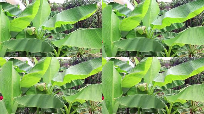 热带香蕉植物树在海上度假胜地生长，绿叶在风中摇摆