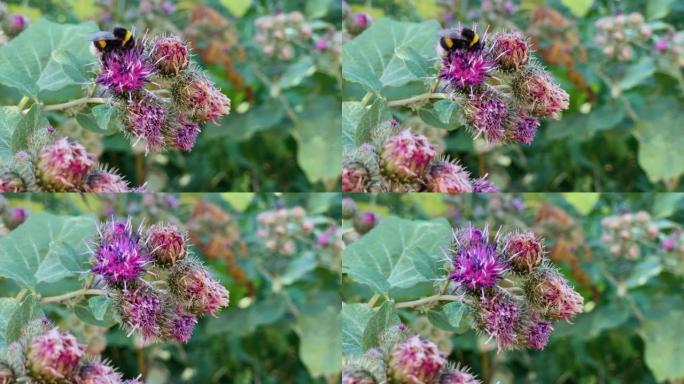 近距离的蜜蜂坐在紫色的紫菊花蕾上，被绿色植物包围，在淡淡的苏美尔微风中摇曳。户外。