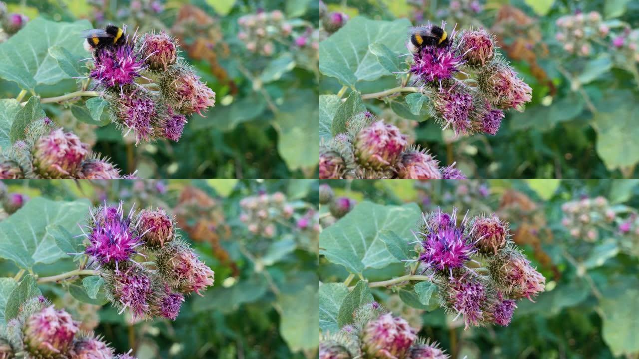 近距离的蜜蜂坐在紫色的紫菊花蕾上，被绿色植物包围，在淡淡的苏美尔微风中摇曳。户外。