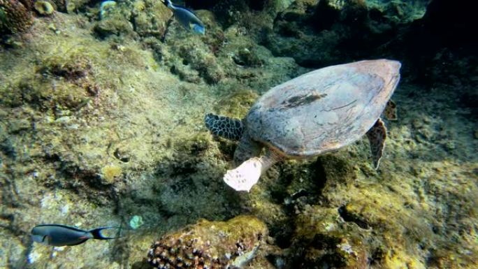 可爱的绿海龟热带鱼群海洋大海野生动物