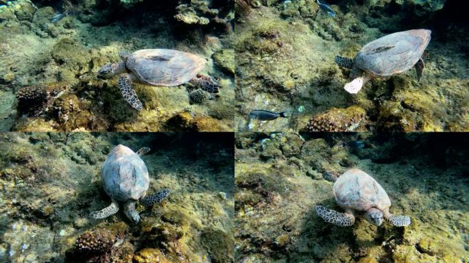 可爱的绿海龟热带鱼群海洋大海野生动物