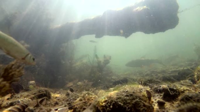 自然栖息地中的河流鱼类，水下河流中的鱼类