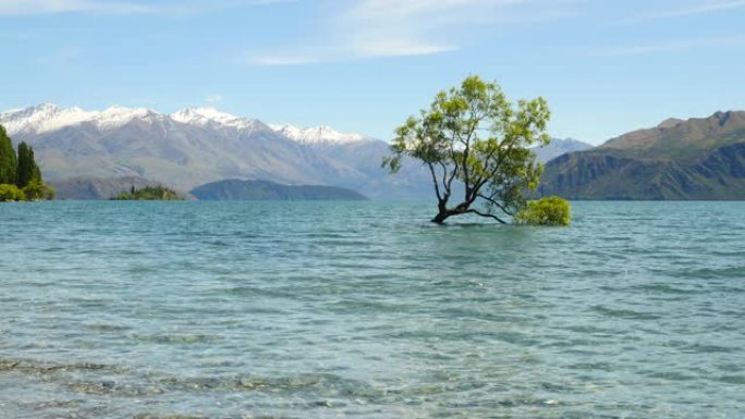 新西兰著名的瓦纳卡树