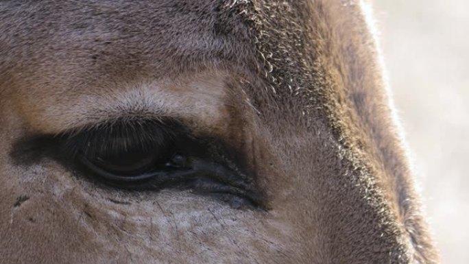 索马里野驴头特写实拍视频素材眼睛