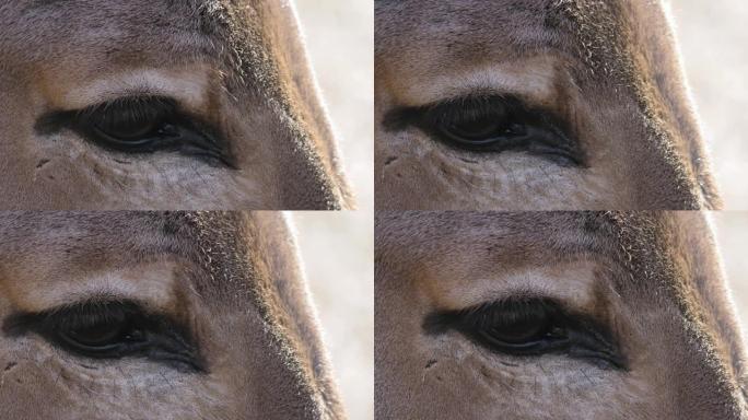 索马里野驴头特写实拍视频素材眼睛