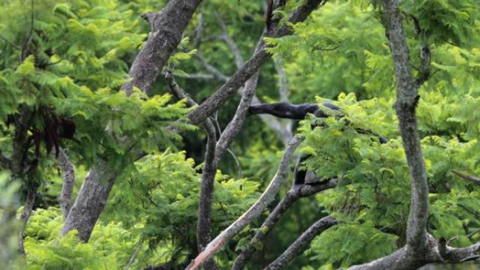 大草原树枝上的黑猩猩。野外的美丽时刻与野外的猴子动物概念