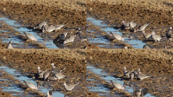 开普海龟鸽子饮用水，南非卡拉哈里沙漠