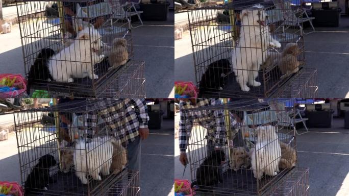 活生生的小狗在市场的笼子里玩耍