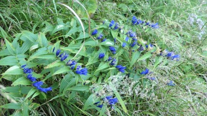 奥地利阿尔卑斯山开花的蓝柳龙胆 (Gentiana asclepiadea)。