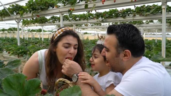 小女孩和她的家人在温室里采摘草莓