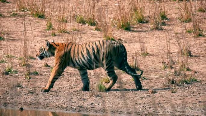 美丽的孟加拉虎 (panthera tigris) 走路