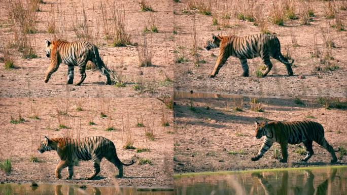 美丽的孟加拉虎 (panthera tigris) 走路