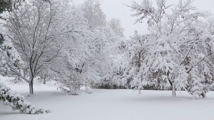 在暴风雪中，树木被冰雪覆盖，伴随着微风，营造出一种宁静的氛围