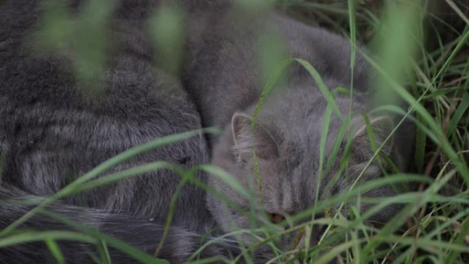 灰猫睡在绿草丛中，神色焦急。