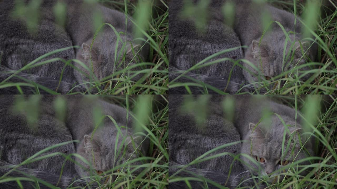 灰猫睡在绿草丛中，神色焦急。