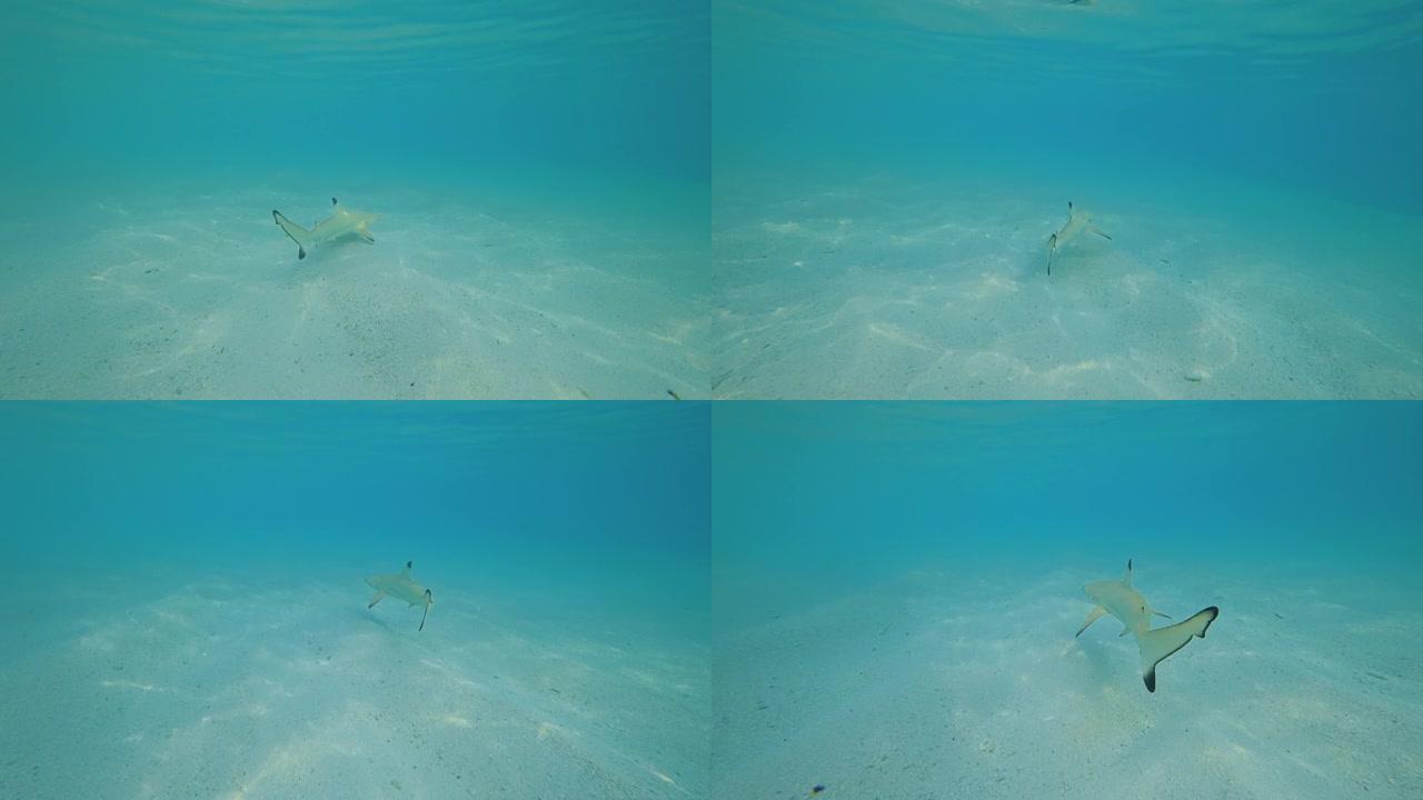 在水下拍摄一条小礁鲨。自然环境中的掠食性鱼类