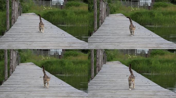 一只猫沿着河边的码头散步。去摄像机前。