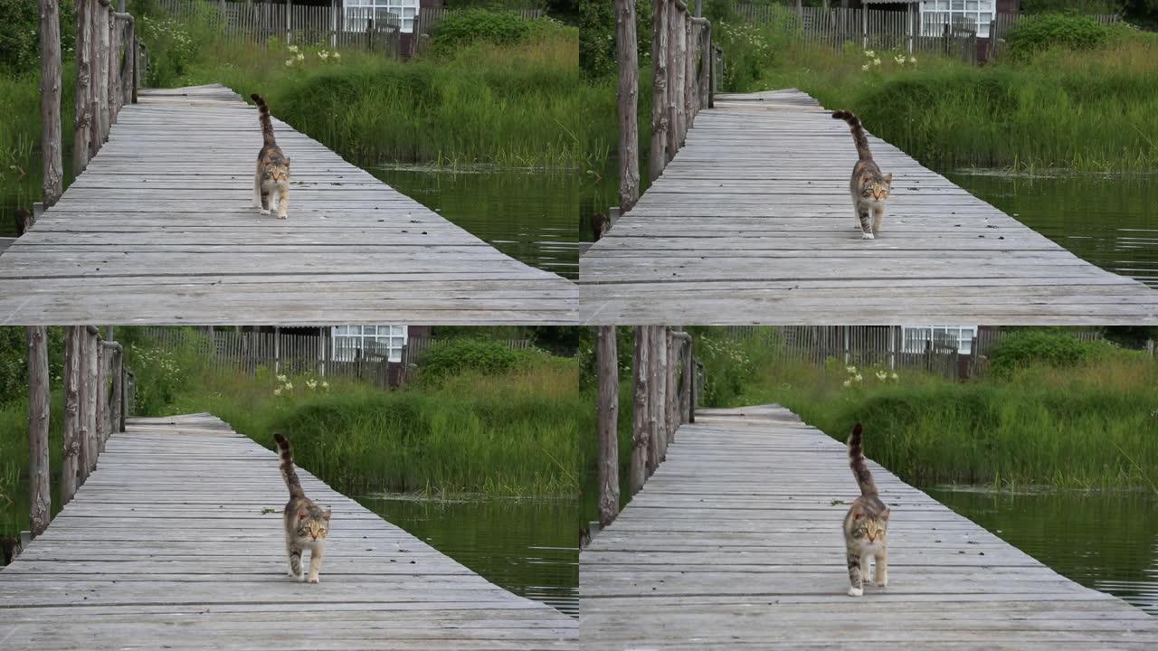 一只猫沿着河边的码头散步。去摄像机前。
