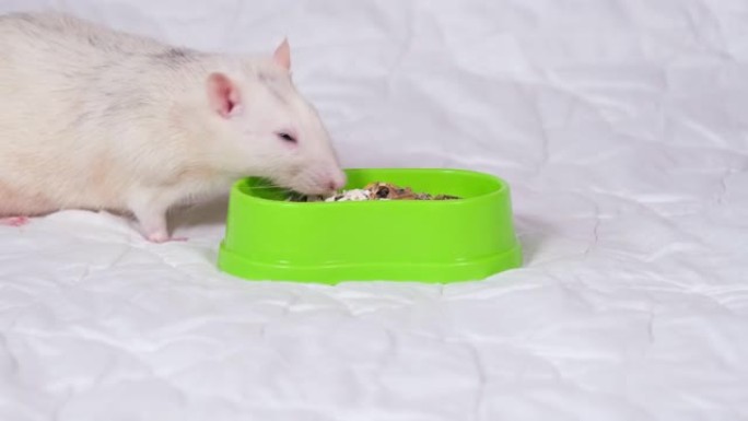 有趣的浅灰色老鼠宠物吃啮齿动物的食物。家庭宠物概念。白色背景上的宠物鼠