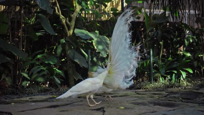 白孔雀在通常的栖息地跳起婚姻舞，释放尾巴