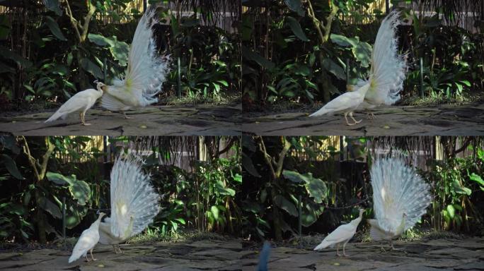 白孔雀在通常的栖息地跳起婚姻舞，释放尾巴