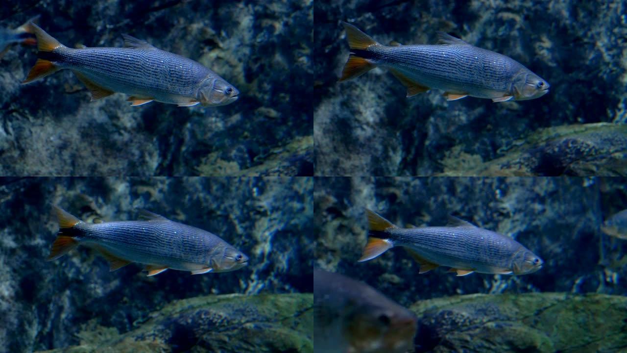 水族馆。漂浮的鱼，有灰色闪亮的鳞片和棕色的尾巴和鳍。特写