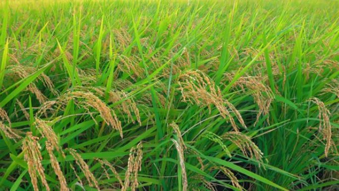 风中种的水稻农田