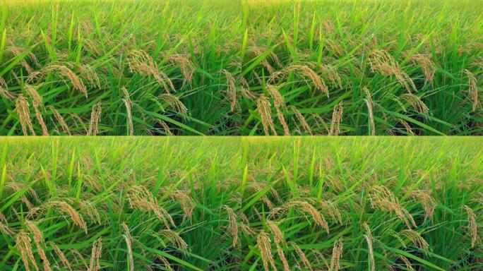 风中种的水稻农田