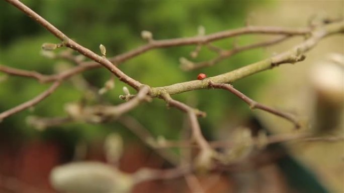 带有黑点的瓢虫红在早春的木兰灌木丛中迅速移动