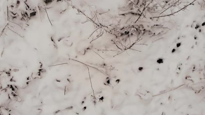 雪地里的动物踪迹。冬季。