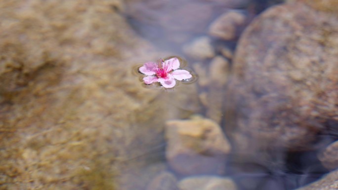 落花流水，桃花流水-春天落花