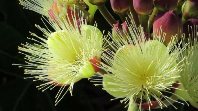 Souari nut (巴西Caryocar brasiliense) 花朵和芽的特写镜头。典型的热