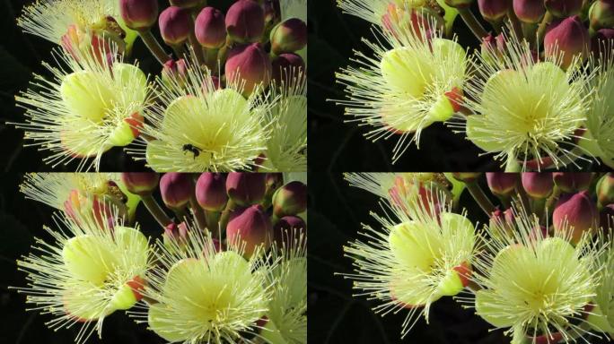 Souari nut (巴西Caryocar brasiliense) 花朵和芽的特写镜头。典型的热