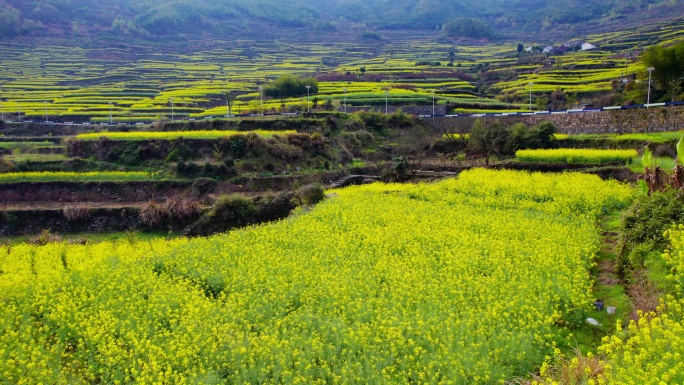 梯田 油菜花