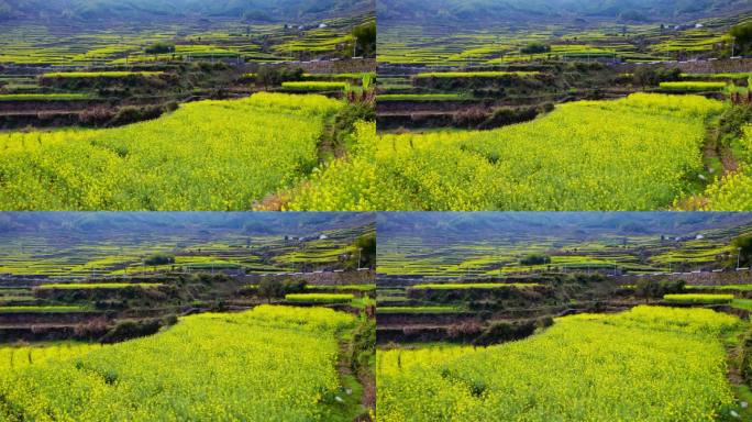 梯田 油菜花